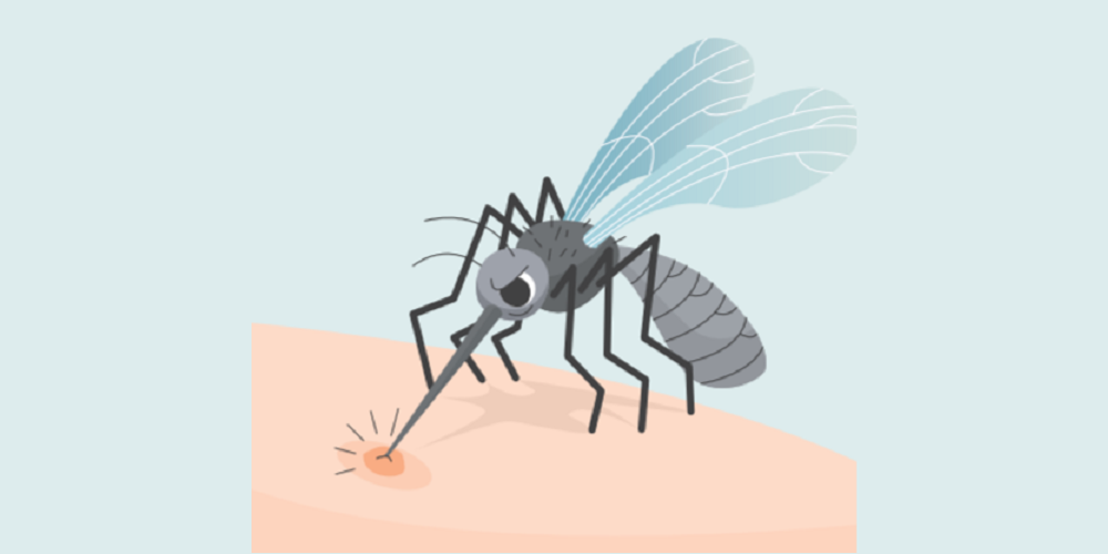 Στοχευμένο πρόγραμμα καταπολέμησης κουνουπιών στη Δ.Ε. Ανατολικού Ολύμπου